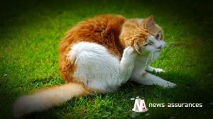 Santé animale : éviter tout contact des chiens et chats avec les chenilles processionnaires