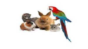 Assurance animale : Rongeurs, perroquets… un passeport « vert » pour les NAC