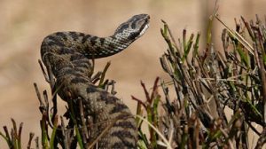 Assurance animale / Morsure de serpent : Une urgence vétérinaire prise en charge