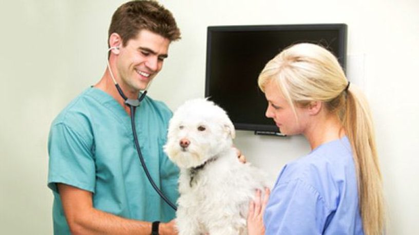 Assurance animaux : L’importance de la visite vétérinaire annuelle