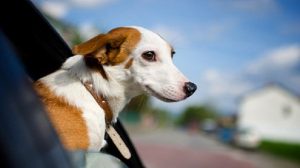 Assurance animale : Conditions particulières pour voyager avec son chien ou son chat en Irlande, Suède et Royaume-Uni